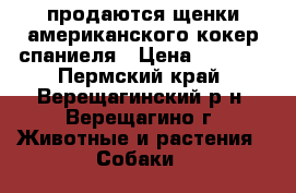 продаются щенки американского кокер спаниеля › Цена ­ 7 000 - Пермский край, Верещагинский р-н, Верещагино г. Животные и растения » Собаки   